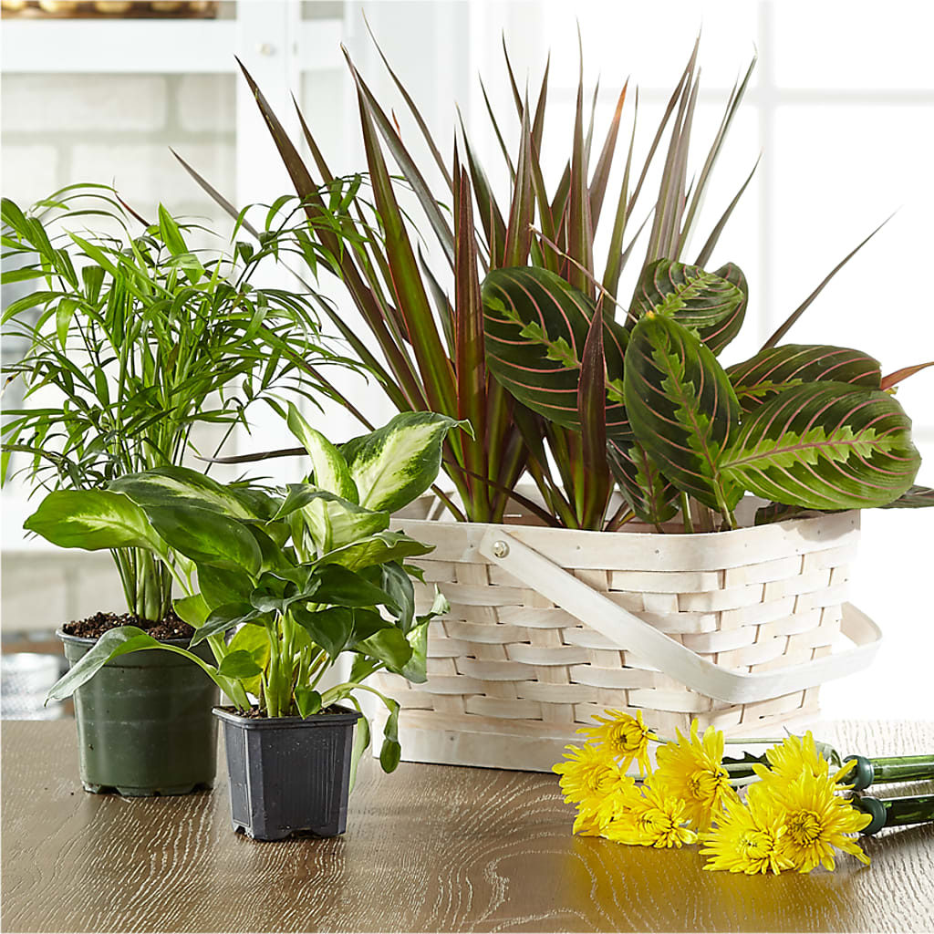 Florist Designed Blooming and Green Plants in a Basket – The Village Market Florist, Holly Springs MS