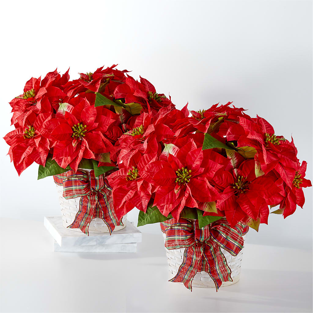 Happiest Holidays Poinsettia Bundle – The Village Market Florist, Holly Springs MS