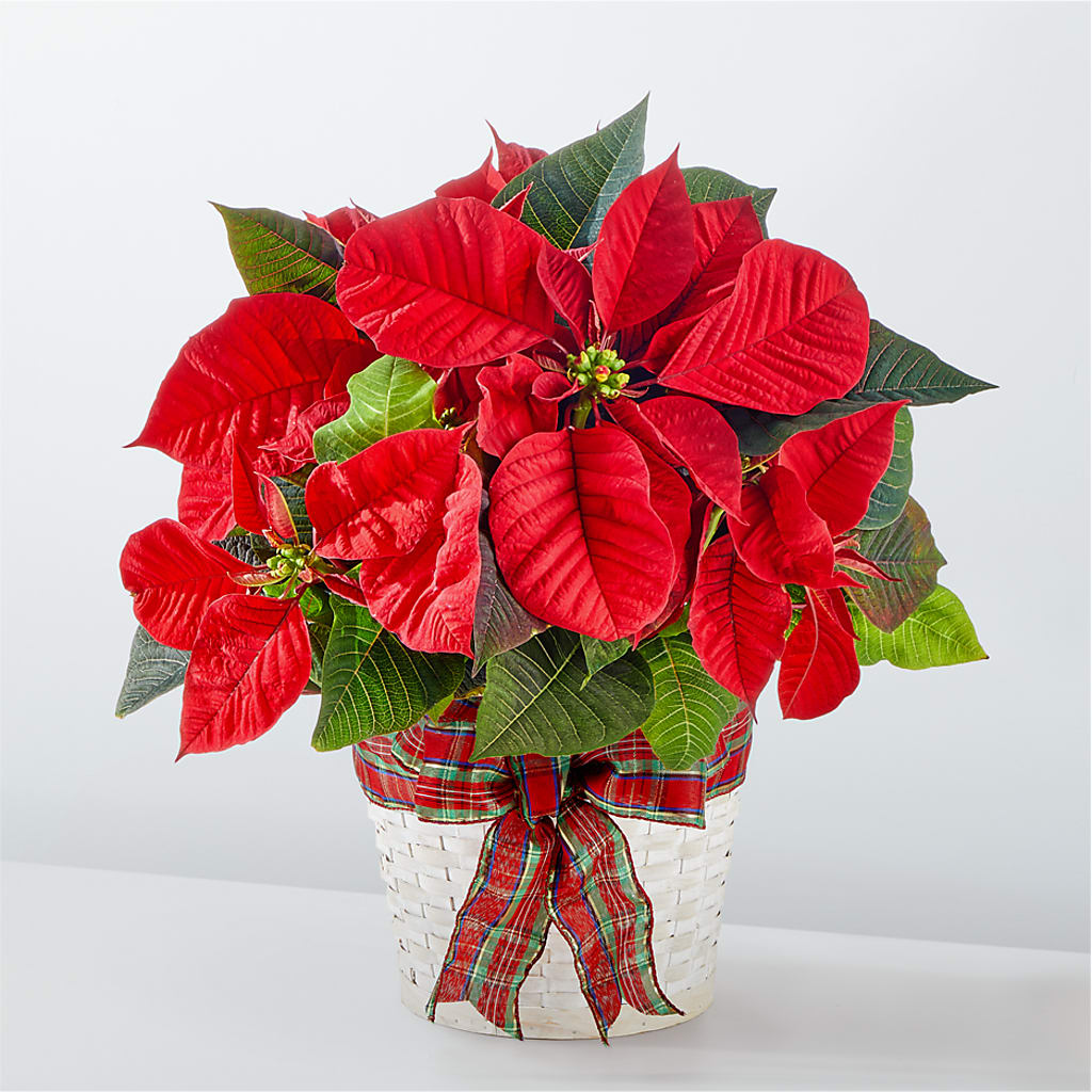Happiest Holidays Poinsettia – The Village Market Florist, Holly Springs MS
