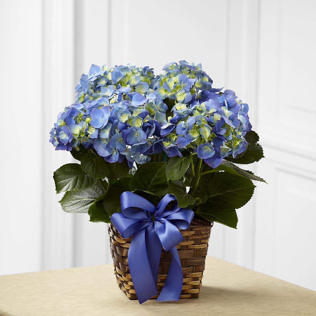 Blue Hydrangea Planter – The Village Market Florist, Holly Springs MS
