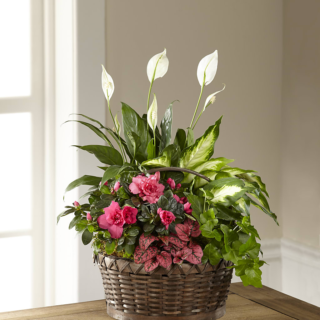 Dream in Pink Dishgarden – The Village Market Florist, Holly Springs MS