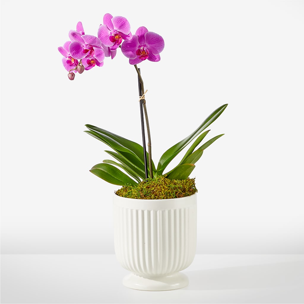 Friendly Fuchsia Orchid – The Village Market Florist, Holly Springs MS