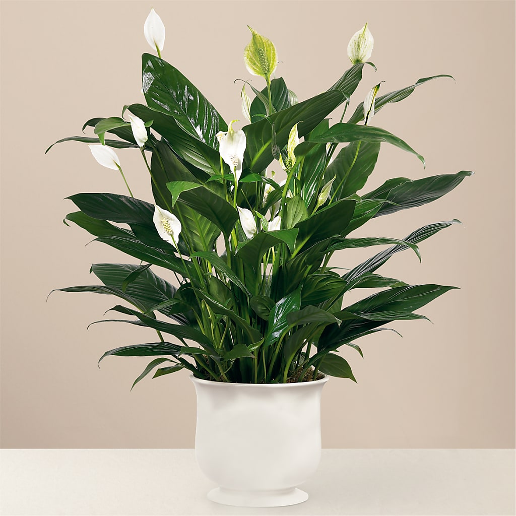 Comfort Planter – The Village Market Florist, Holly Springs MS