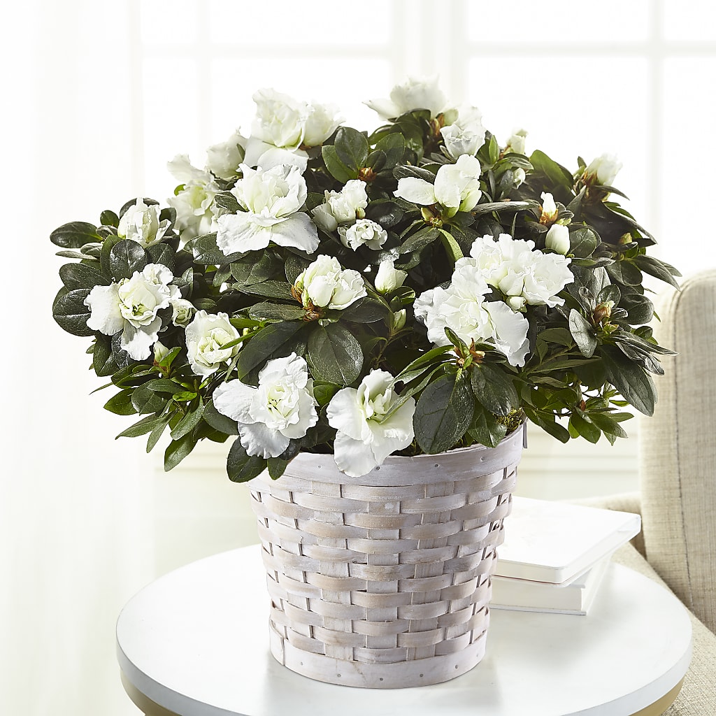 White Azalea Plant – The Village Market Florist, Holly Springs MS