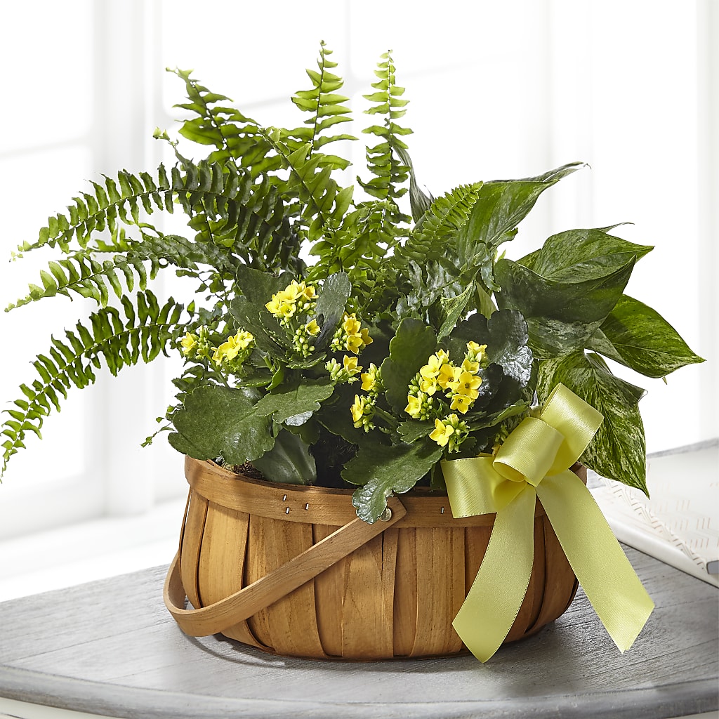 Always Dear Dishgarden – The Village Market Florist, Holly Springs MS