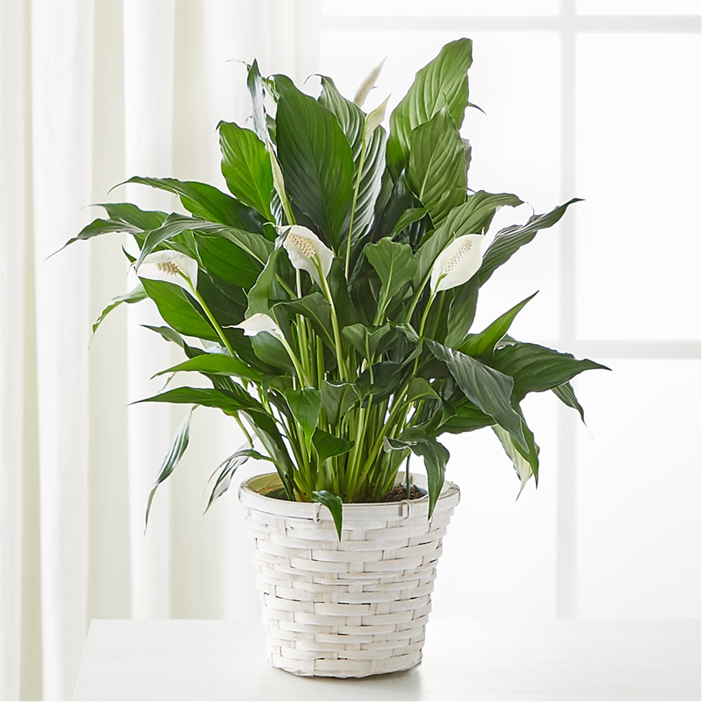 A New Leaf Peace Lily – The Village Market Florist, Holly Springs MS