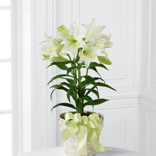Easter Lily Plant –  The Village Market Florist, Holly Springs MS