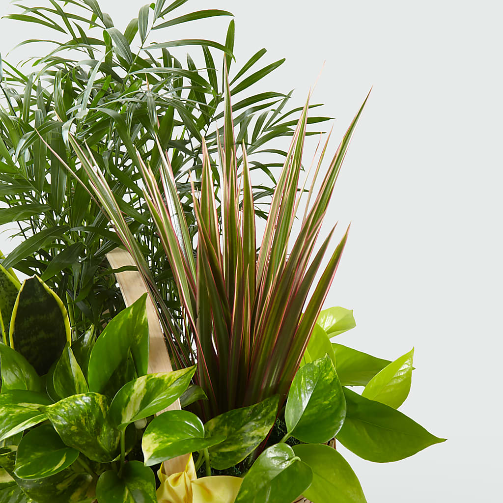 French Garden –  The Village Market Florist, Holly Springs MS
