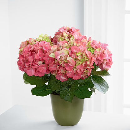 Pink Hydrangea Planter –  The Village Market Florist, Holly Springs MS