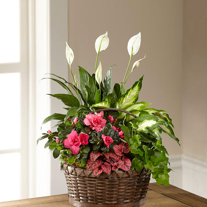 Dream in Pink Dishgarden –  The Village Market Florist, Holly Springs MS