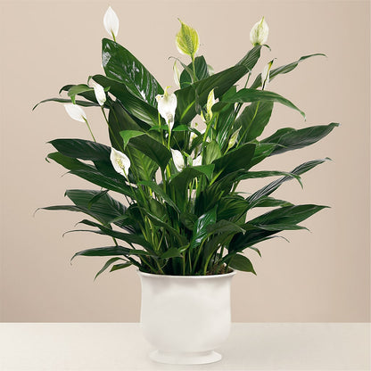 Comfort Planter –  The Village Market Florist, Holly Springs MS