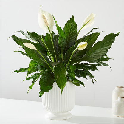 Comfort Planter –  The Village Market Florist, Holly Springs MS