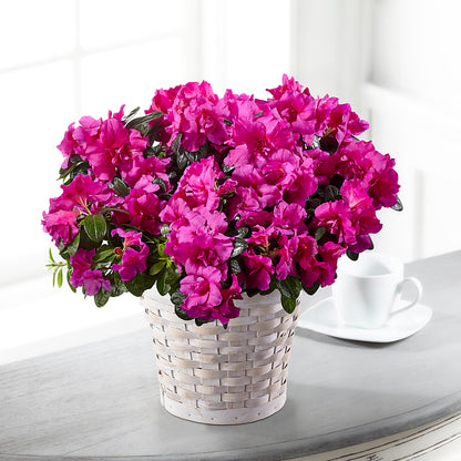Hope & Serenity Azalea Plant –  The Village Market Florist, Holly Springs MS