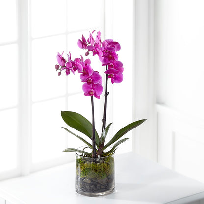 Pink Orchid Plant –  The Village Market Florist, Holly Springs MS