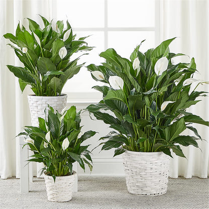 A New Leaf Peace Lily –  The Village Market Florist, Holly Springs MS