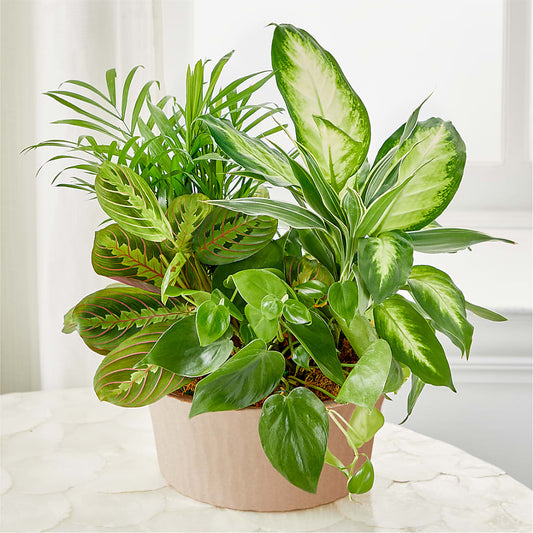 Balance & Harmony Dishgarden –  The Village Market Florist, Holly Springs MS
